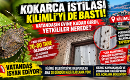 KOKARCA İSTİLASI KİLİMLİ’Yİ DE VURDU!