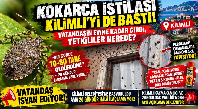 KOKARCA İSTİLASI KİLİMLİ’Yİ DE VURDU!